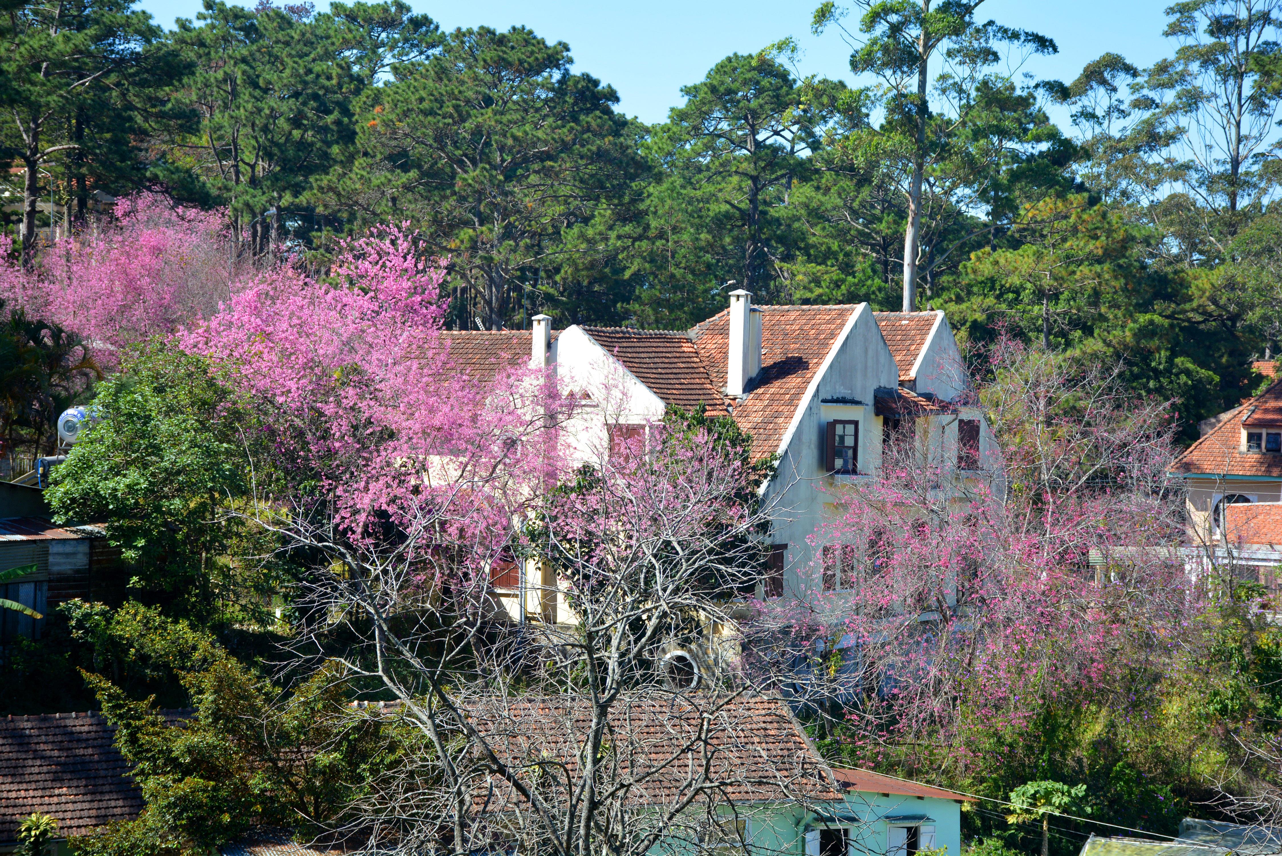 Đà Lạt hướng tới đô thị di sản

